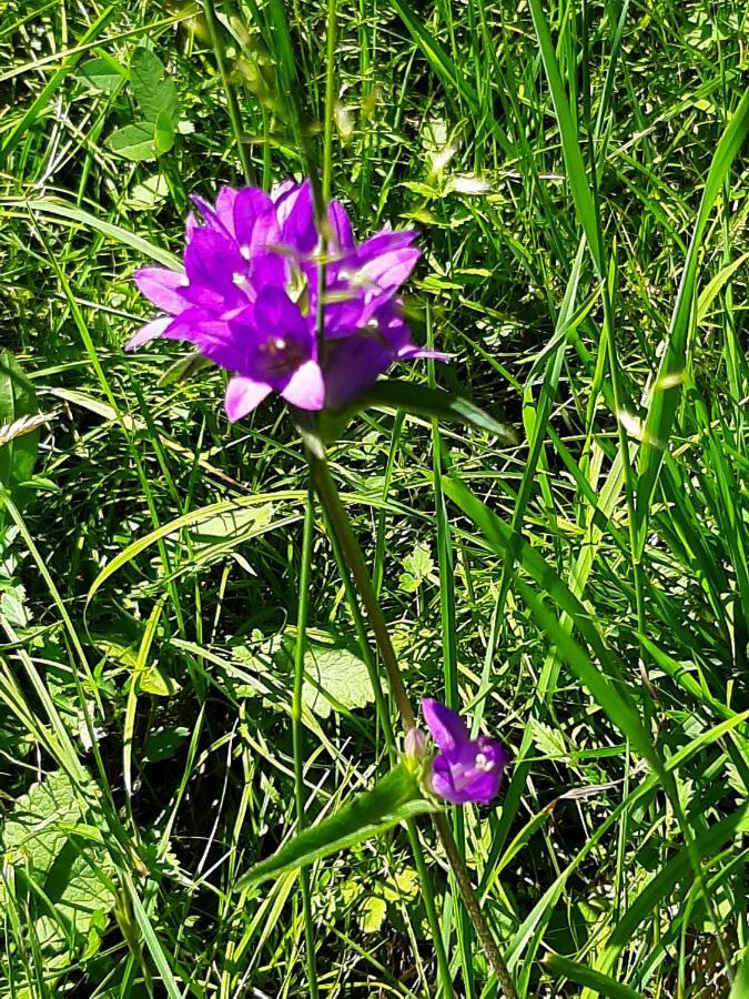 Kalipe Dolomiti Lejlighed Soffranco Eksteriør billede